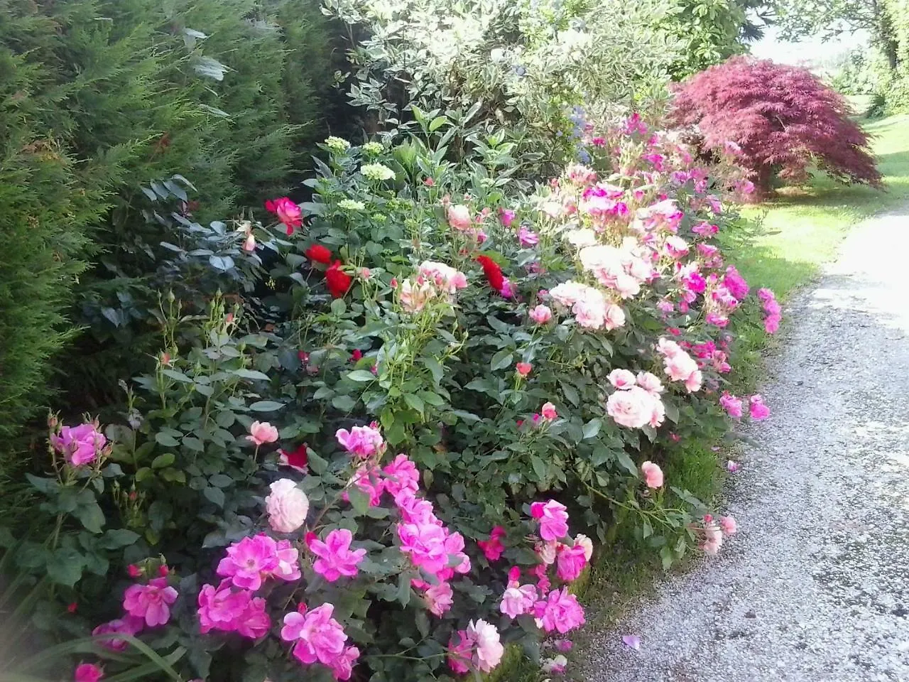 Green Rose Cesiomaggiore Bed & Breakfast